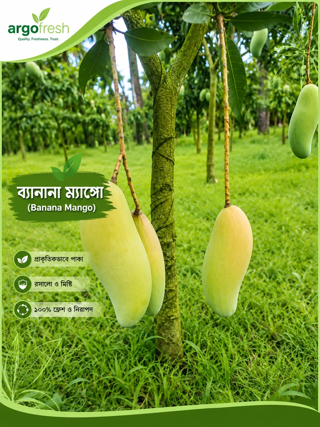 ব্যানানা ম্যাঙ্গো আম