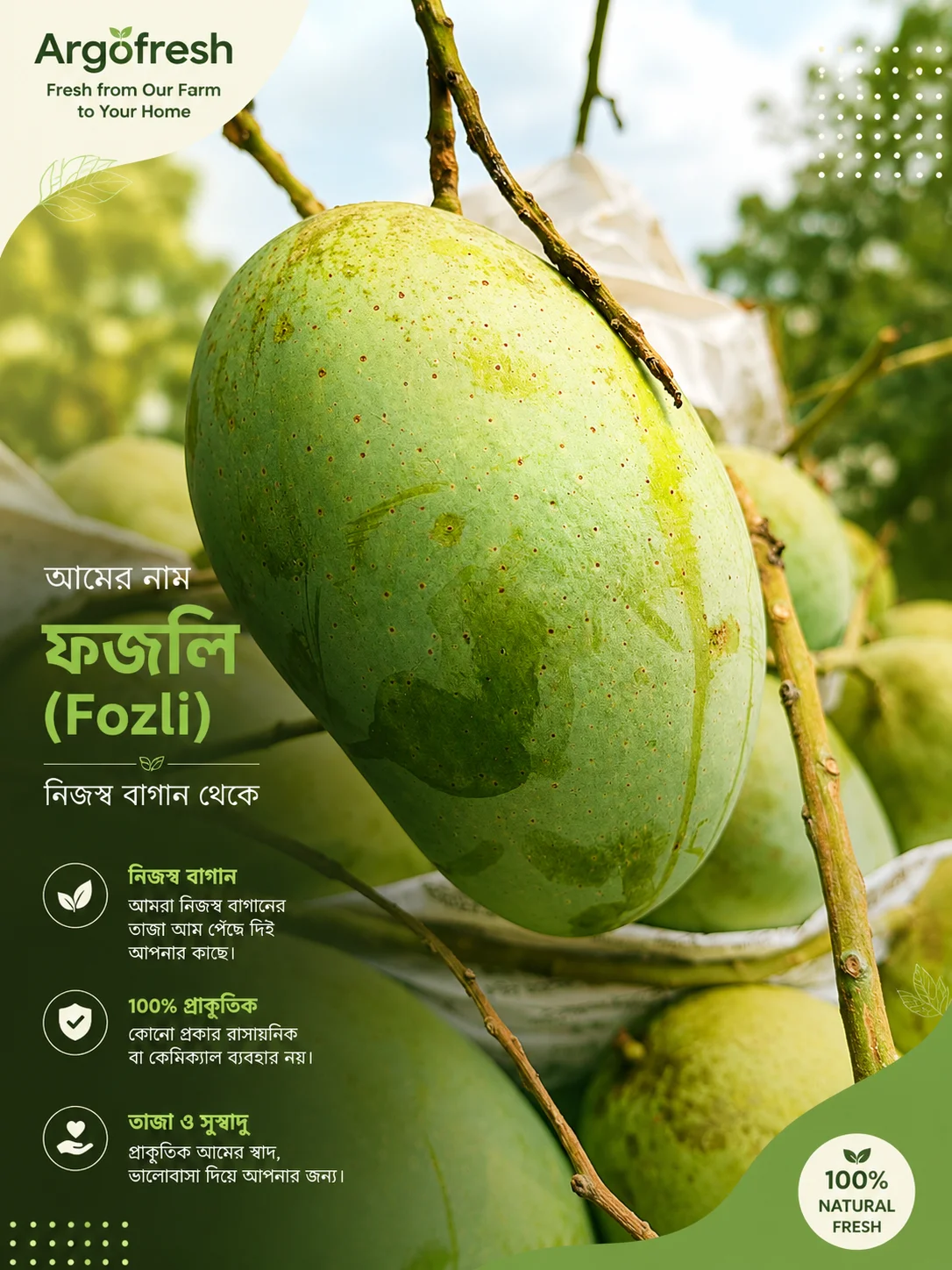 ফজলি আম